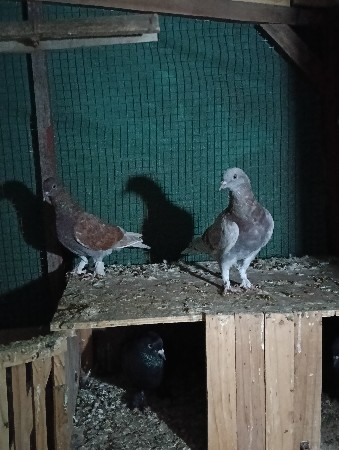 કબુતર વેચવાના છે