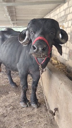 थंबनेल 2