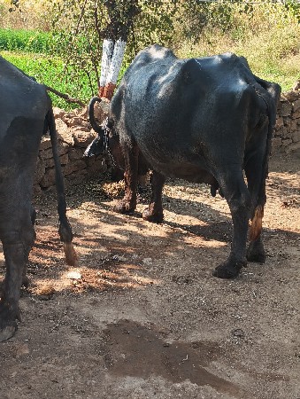 પારેટ ભેશ વેશવાની