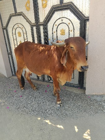 થંબનેલ 2