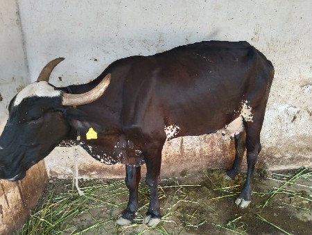 10 દીવસ ની વિહાણેલી છે