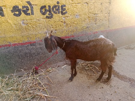 થંબનેલ 2