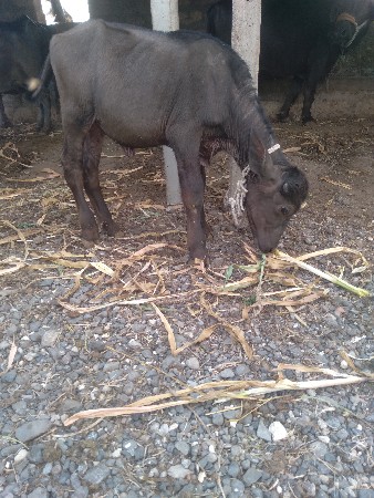 થંબનેલ 2