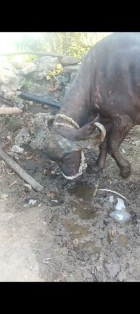 ખળેલી વેચવાની છે