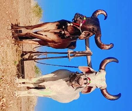 સાવ .સોજા બળદ વહેંચવા ના છેઃ