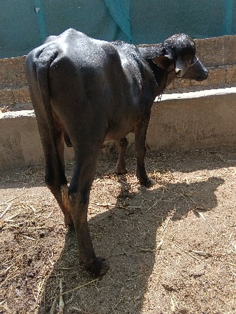 થંબનેલ 3