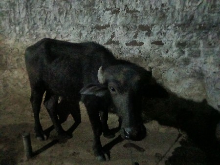 થંબનેલ 2