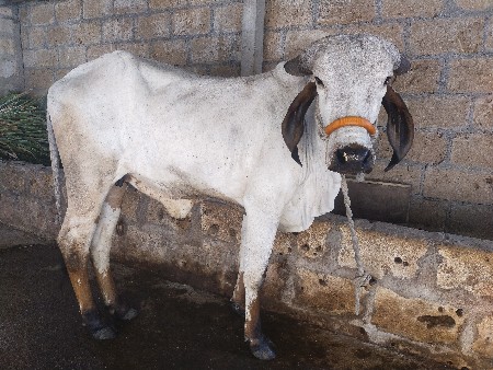 ગાય વેચવાની છે.