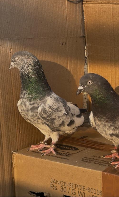 थंबनेल 3