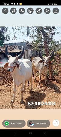 થંબનેલ 2