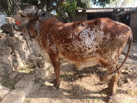 ગાય વેચવાની છે