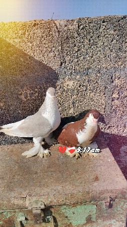 કબૂતર વેચવાના છે