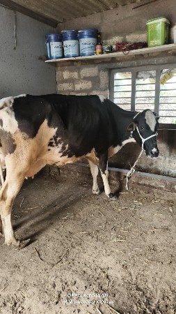 थंबनेल 4