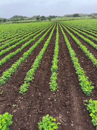 જમીન વેચવાની છે