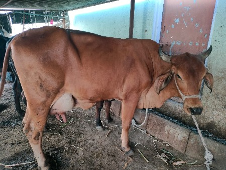 થંબનેલ 2