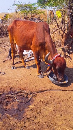 ગાય વેચવાની છે
