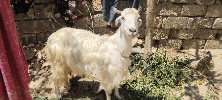 આ બકરી વેચવાની છે