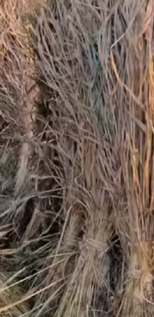 નિરણ વેંચવા ની છે