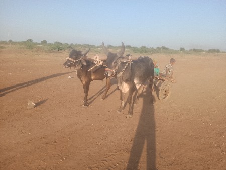 ગોઢલા વેચવાના છે