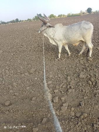 થંબનેલ 3