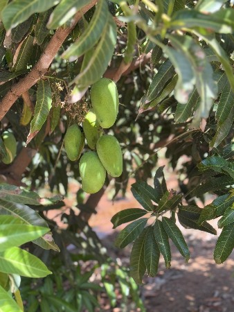 थंबनेल 2