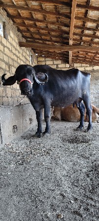 ખેડેલી વેશ વાની છે સાટા પણ કરસુ