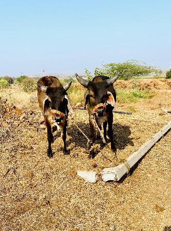 ગોઢલા વેચવા નાછે