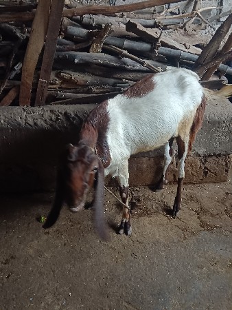 થંબનેલ 3