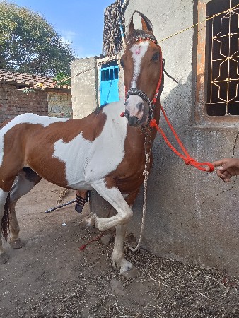 થંબનેલ 3