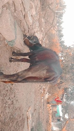 ખઢેલિ વેચવાના છે