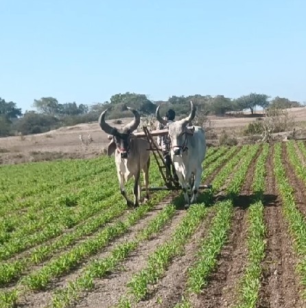 બળદ 2 વાવણી વાવેલ