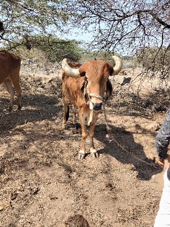 જામખંભાળિયા