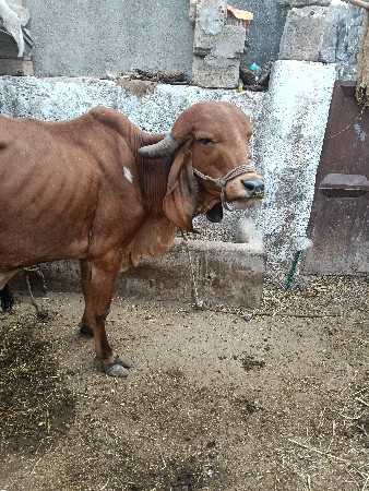 थंबनेल 3