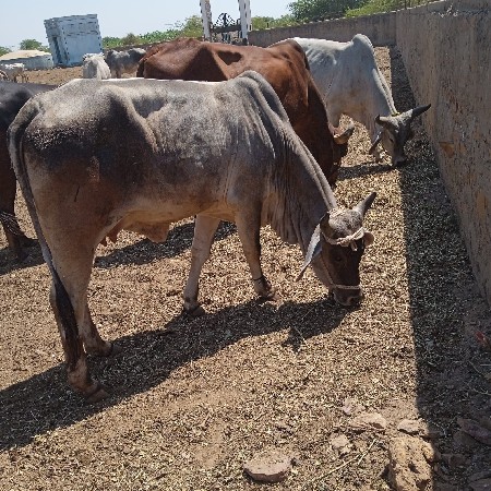 ગાય વેચવાની સે