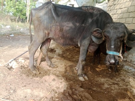 થંબનેલ 3