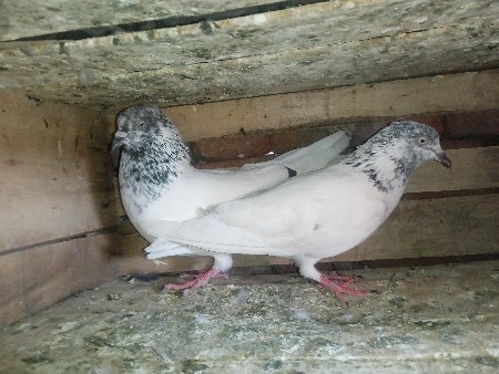 કબૂતર વેચવાના છે