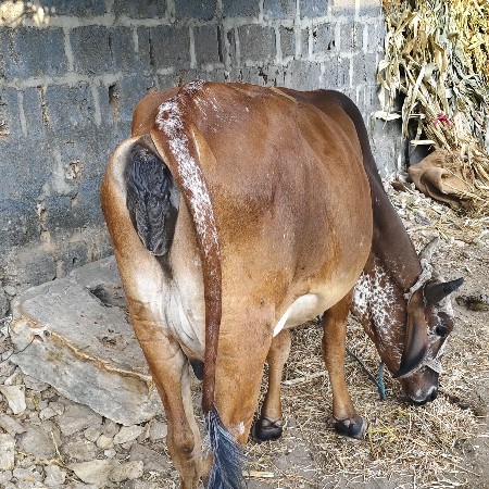 थंबनेल 3