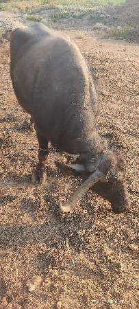 थंबनेल 3