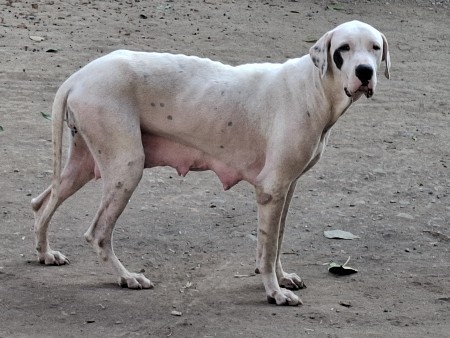 વેચવાનું છે