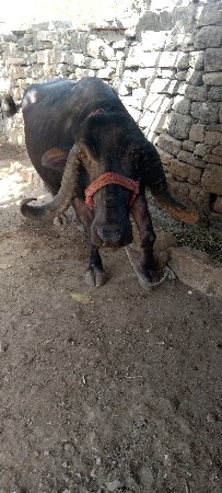 थंबनेल 3