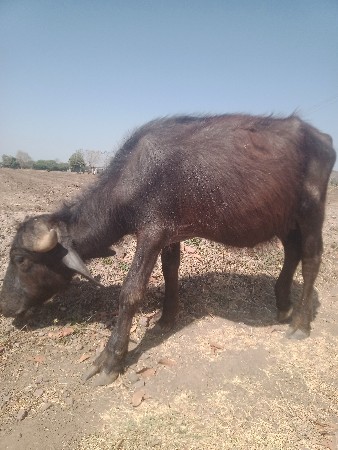 थंबनेल 2