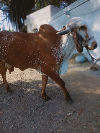 ગાય વેચવાની છે