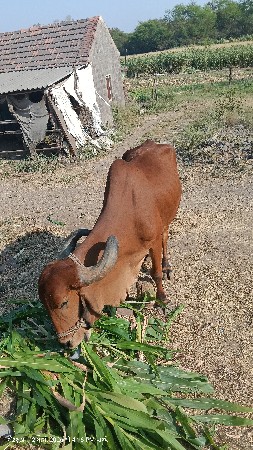 થંબનેલ 2