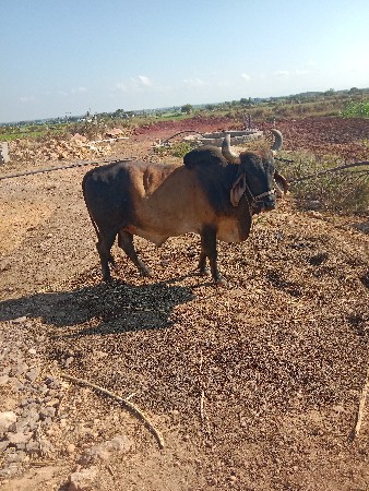 બળદ વેચવાનો છે બધી જવાબદારી છે