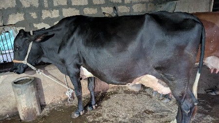 એસપ જરસી ગાય