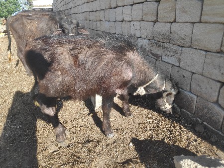 થંબનેલ 3