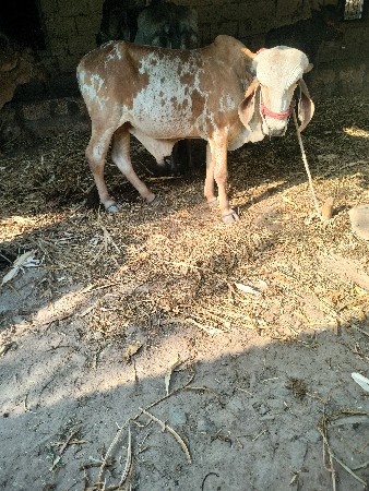 थंबनेल 2