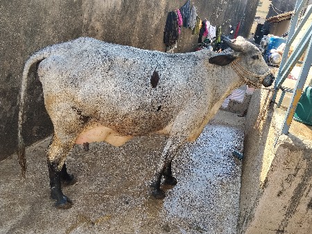 ક્રોસિંગ જર્સી ગાય વેચવાની છે