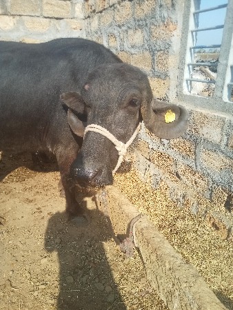 ભેશ વેચવાની છે