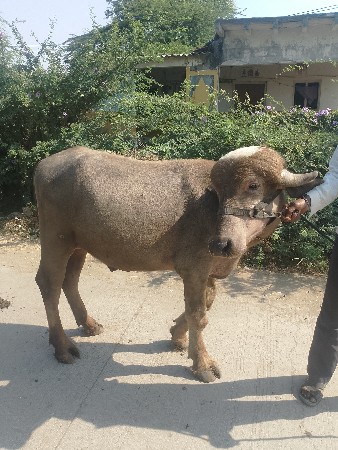 થંબનેલ 2